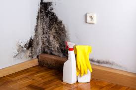 Reliable Poughkeepsie, NY Mold Removal & Remediation Solutions